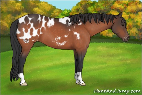 Horse Color:Bay Near Leopard 