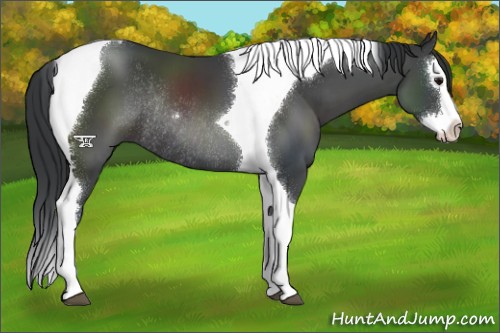 Horse Color:Black Sabino Splash Tobiano Rabicano