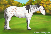 Horse Color:Bay Splash Tobiano Appaloosa  and Bay Splash Tobiano Frame Appaloosa 