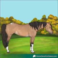 Horse Color:Bay Dun Tobiano 