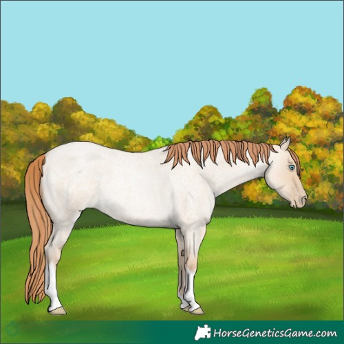 Horse Color:Smoky Grullo Roan Pearl Tobiano 