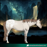 Horse Color:Classic Champagne Dun Appaloosa 