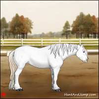 Horse Color:Chestnut Tobiano Appaloosa 