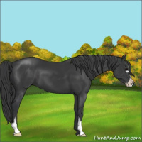Horse Color:Black Sabino 