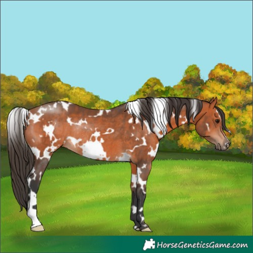Horse Color:White Spotted Bay Rabicano 