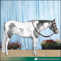 Horse Color:Silver Brown Chinchilla Tobiano 