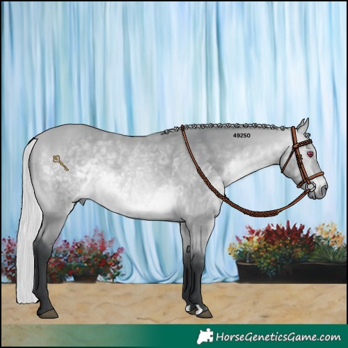 Horse Color:Silver Bay Chinchilla Rabicano