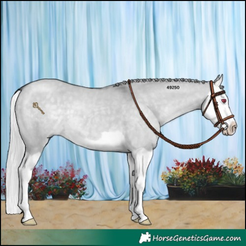 Horse Color:Silver Grullo Chinchilla Splash 