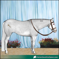 Horse Color:Silver Grullo Chinchilla Splash