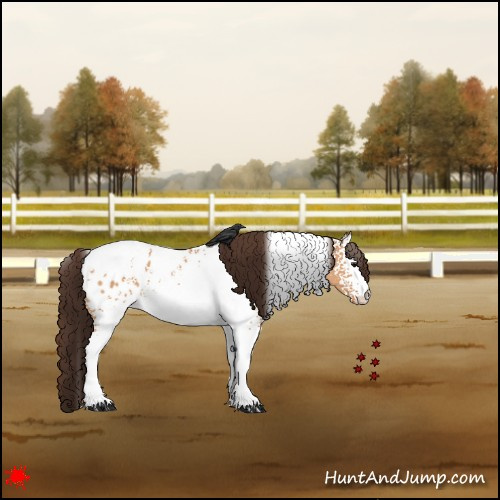 Horse Color:White Spotted Bay Dun Tobiano Appaloosa