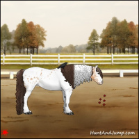 Horse Color:White Spotted Bay Dun Tobiano Appaloosa 