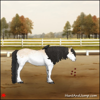 Horse Color:White Spotted Bay Dun