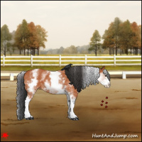 Horse Color:White Spotted Bay 