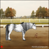 Horse Color:White Spotted Black 