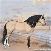 Horse Color:Bay Dun 