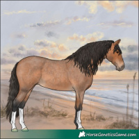Horse Color:Bay Roan 