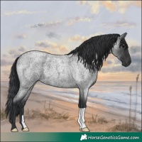 Horse Color:Blue Roan 