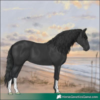 Horse Color:Black 