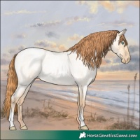 Horse Color:Buckskin Roan Pearl Dun 