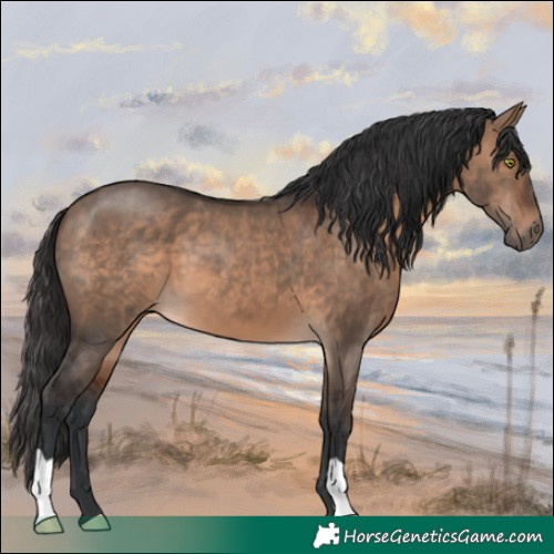 Horse Color:Brown Dun 