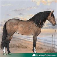 Horse Color:Brown Dun 