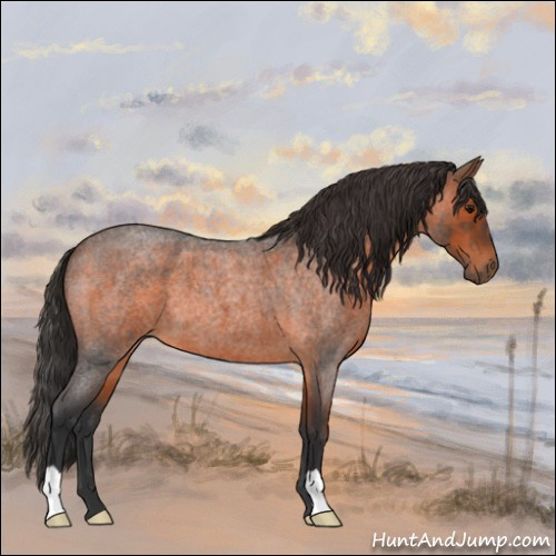 Horse Color:Brown Roan