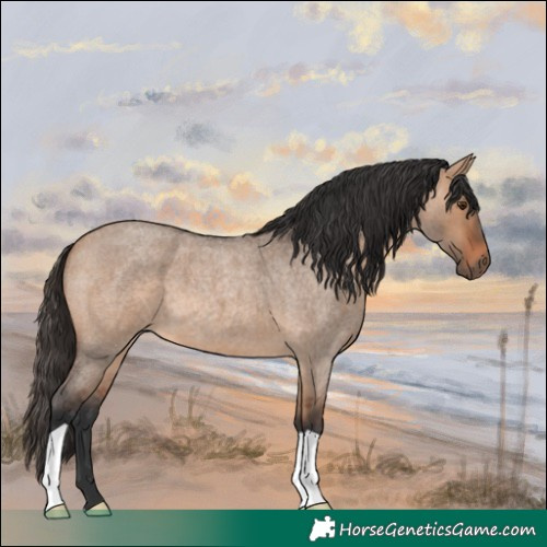 Horse Color:Bay Roan Dun 