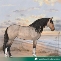 Horse Color:Bay Roan Dun 