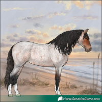 Horse Color:Bay Roan 