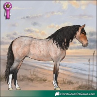 Horse Color:Bay Roan 