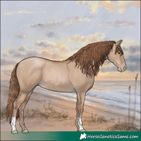 Horse Color:Grullo Pearl