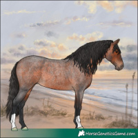 Horse Color:Brown Roan 