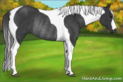 Horse Color:Black Tobiano Rabicano 