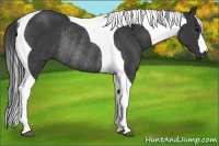 Horse Color:Black Tobiano Rabicano