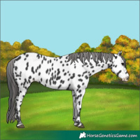 Horse Color:Black Near Leopard 