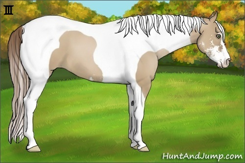 Horse Color:Grullo Pearl Sabino Tobiano 