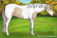Horse Color:Grullo Pearl Sabino Tobiano 