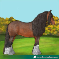 Horse Color:Bay Appaloosa 