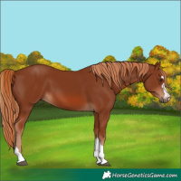 Horse Color:Chestnut 