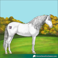 Horse Color:Liver Chestnut Mushroom Varnish 