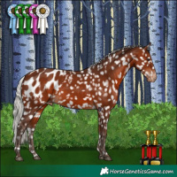 Horse Color:Silver Bay Appaloosa 