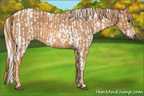 Horse Color:Gray White Spotted Black  Brindle