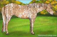 Horse Color:Gray White Spotted Black  Brindle