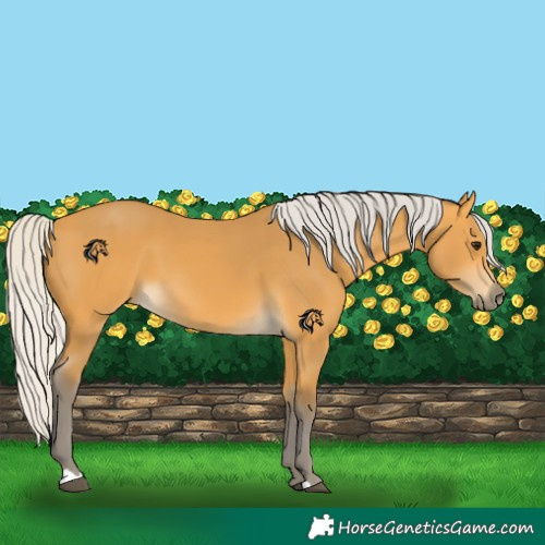 Horse Color:Silver Buckskin 