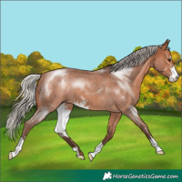 Horse Color:Silver Brown Roan Sabino