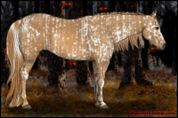 Horse Color:Gray White Spotted Black  Brindle