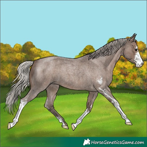 Horse Color:Silver Blue Roan Sabino 