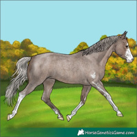 Horse Color:Silver Blue Roan Sabino