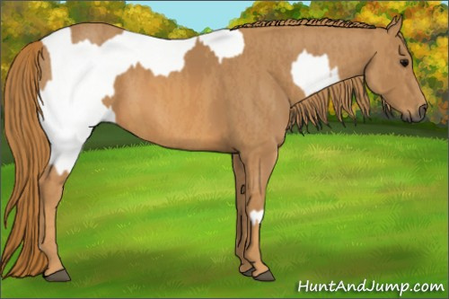 Horse Color:Gray White Spotted Black Brindle