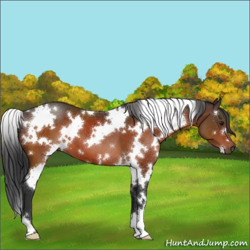 Horse Color:White Spotted Brown 